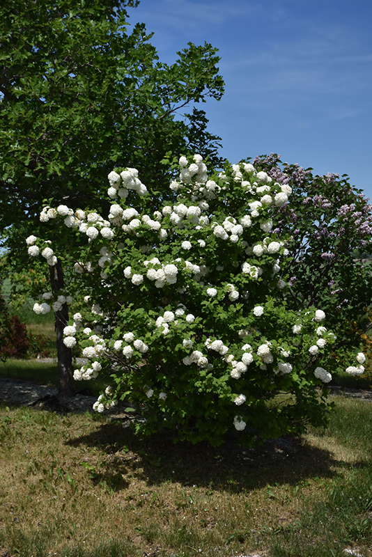 Snowball Viburnum (Viburnum opulus 'Roseum') at Dammann's Garden Company