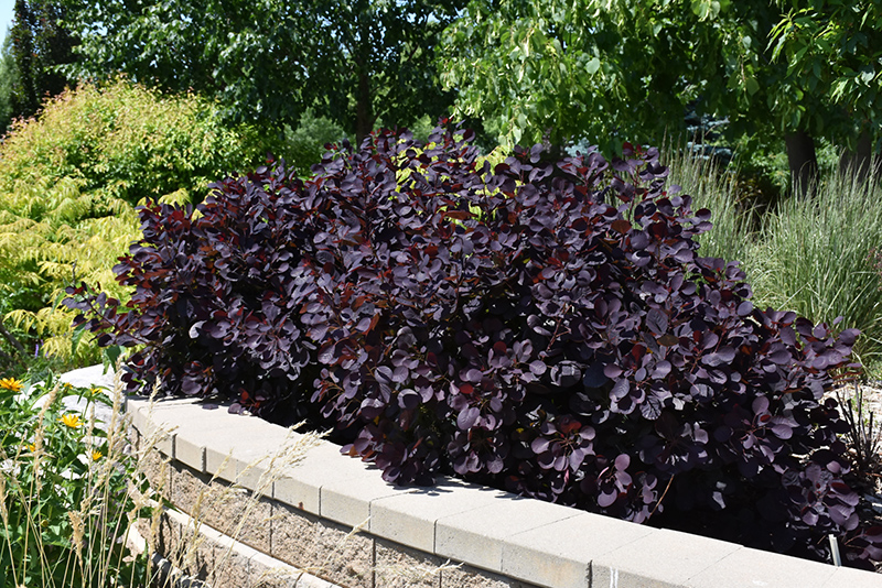 Royal Purple Smokebush (Cotinus coggygria 'Royal Purple') at Dammann's Garden Company