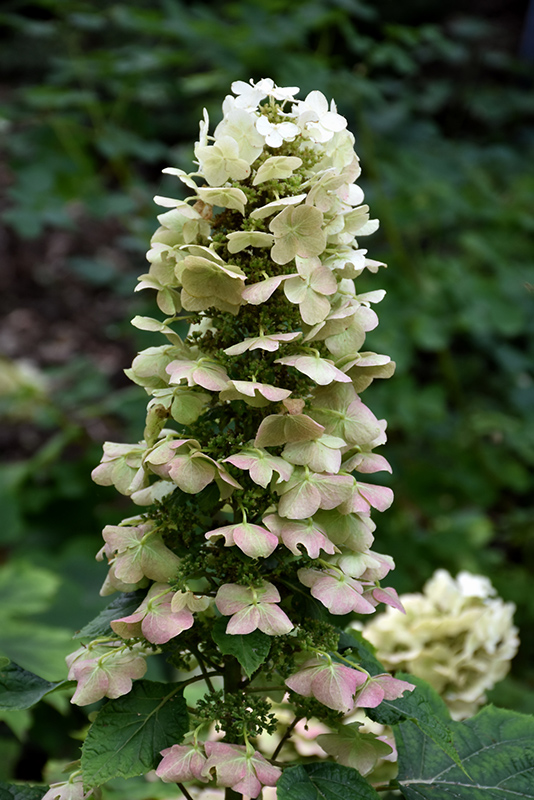 Munchkin Hydrangea (Hydrangea quercifolia 'Munchkin') at Dammann's Garden Company
