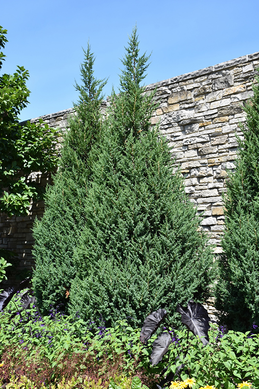 Star Power Juniper (Juniperus 'J.N. Select Blue') at Dammann's Garden Company