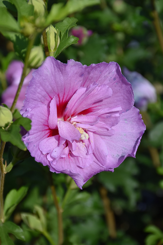 Lavender Chiffon Rose Of Sharon (Hibiscus syriacus 'Notwoodone') at Dammann's Garden Company