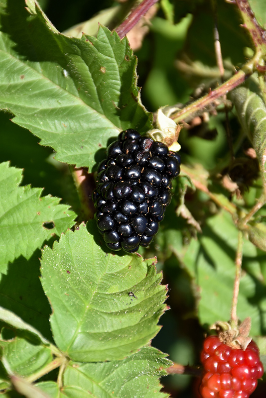 Chester Thornless Blackberry (Rubus 'Chester') at Dammann's Garden Company