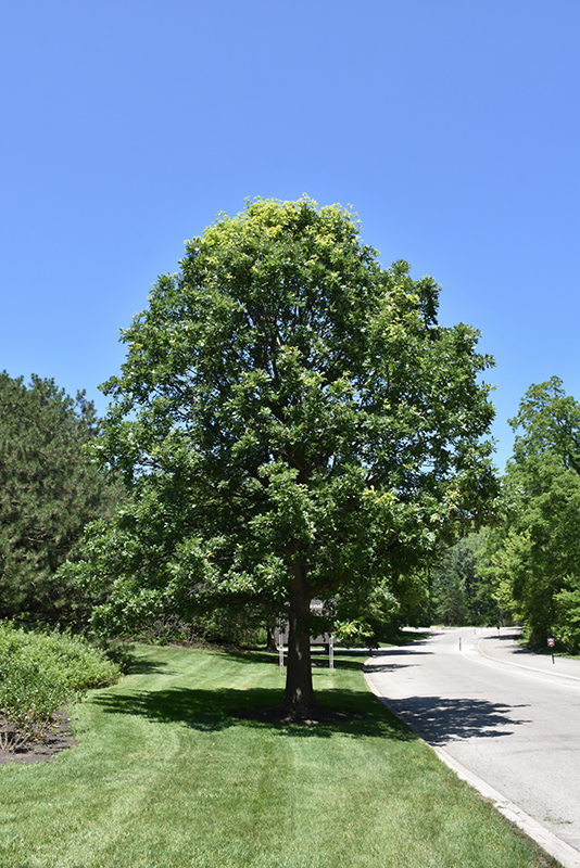 Bur Oak (Quercus macrocarpa) at Dammann's Garden Company