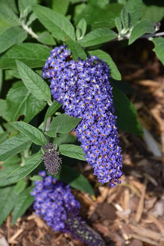 Pugster Blue Butterfly Bush (Buddleia 'SMNBDBT') at Dammann's Garden Company