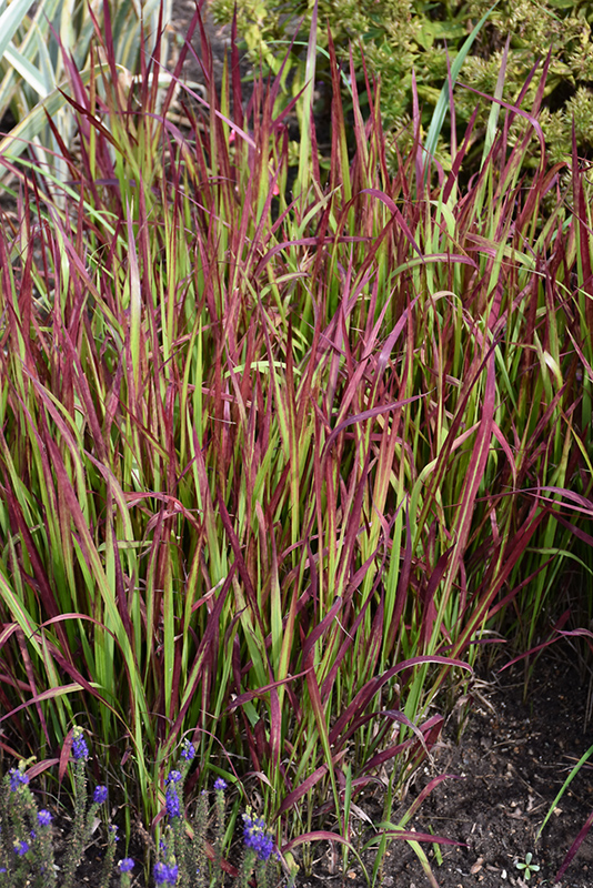 Red Baron Japanese Blood Grass (Imperata cylindrica 'Red Baron') at Dammann's Garden Company