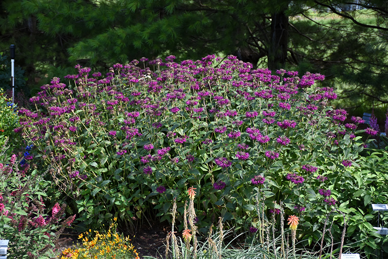 Purple Rooster Beebalm (Monarda 'Purple Rooster') at Dammann's Garden Company