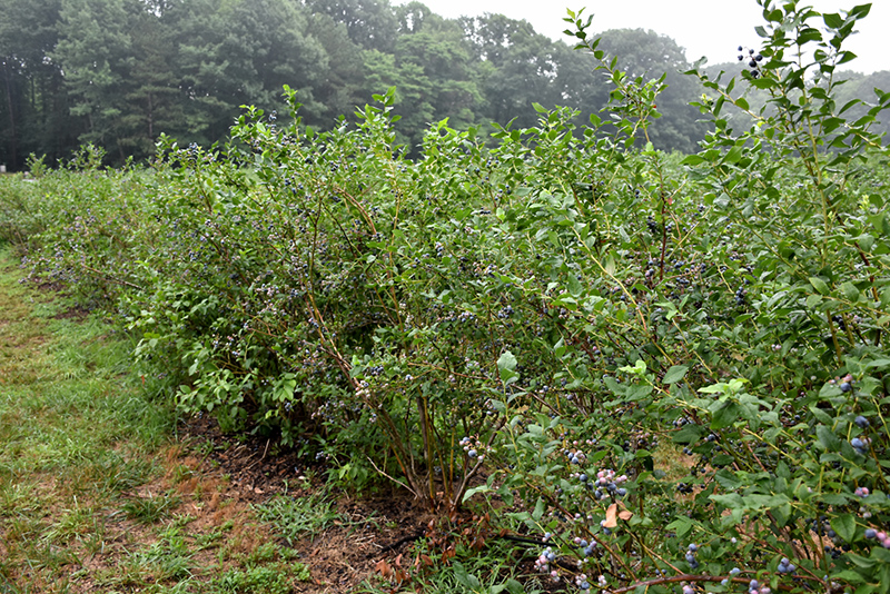 Bluecrop Blueberry (Vaccinium corymbosum 'Bluecrop') at Dammann's Garden Company