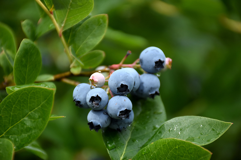 Northcountry Blueberry (Vaccinium 'Northcountry') at Dammann's Garden Company