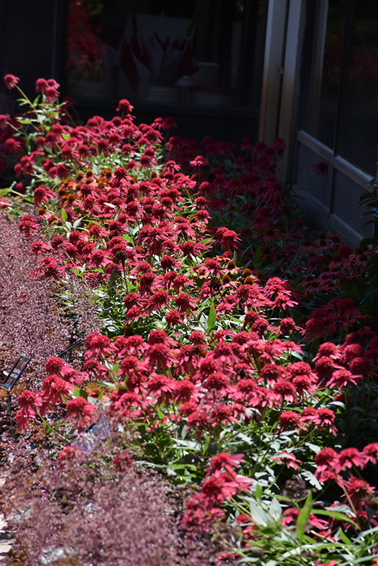 Double Scoop Raspberry Coneflower (Echinacea 'Balsceras') at Dammann's Garden Company
