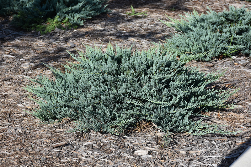Blue Chip Juniper (Juniperus horizontalis 'Blue Chip') at Dammann's Garden Company