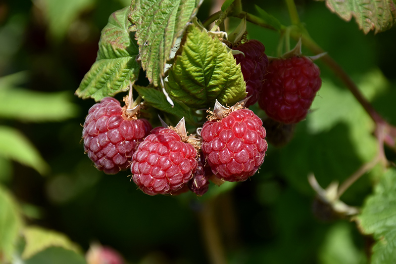 Amity Raspberry (Rubus 'Amity') at Dammann's Garden Company