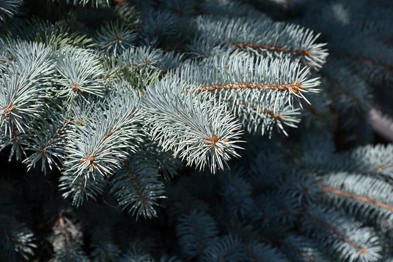Baby Blue Blue Spruce (Picea pungens 'Baby Blue') at Dammann's Garden Company
