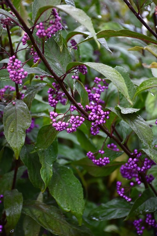 Purple Pearls Beautyberry (Callicarpa 'NCCX1') at Dammann's Garden Company