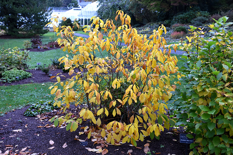 Spicebush (Lindera benzoin) at Dammann's Garden Company
