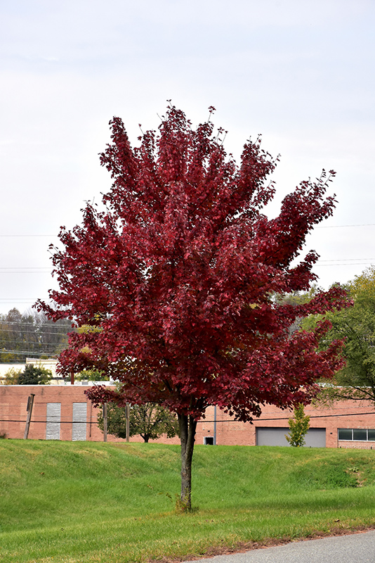 Brandywine Red Maple (Acer rubrum 'Brandywine') at Dammann's Garden Company