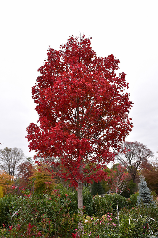 October Glory Red Maple (Acer rubrum 'October Glory') at Dammann's Garden Company