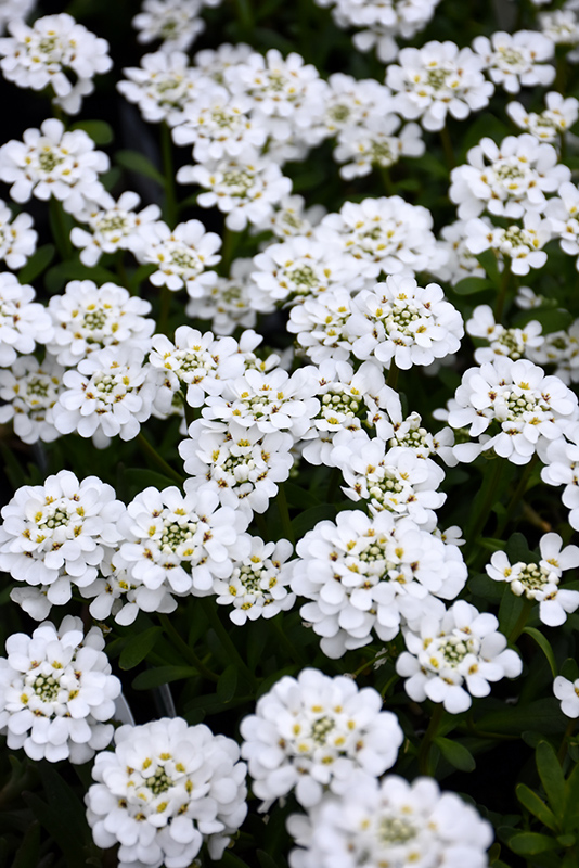 Purity Candytuft (Iberis sempervirens 'Purity') at Dammann's Garden Company