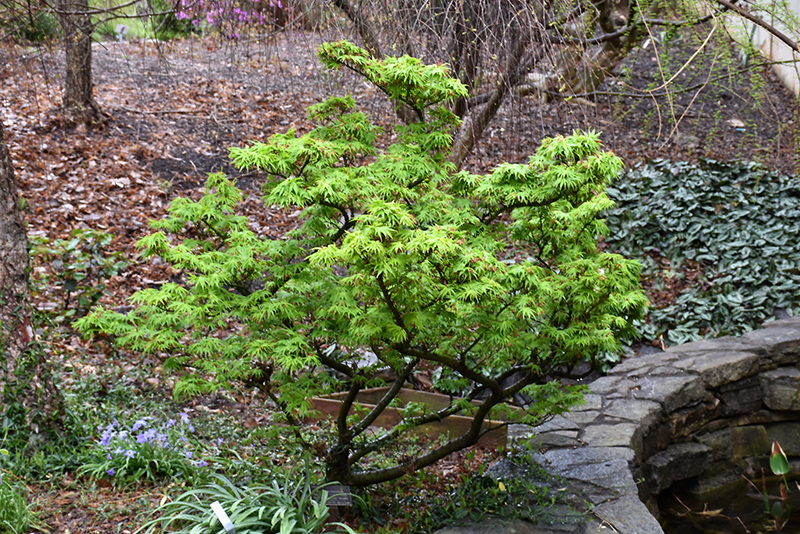 Mikawa Yatsubusa Japanese Maple (Acer palmatum 'Mikawa Yatsubusa') at Dammann's Garden Company