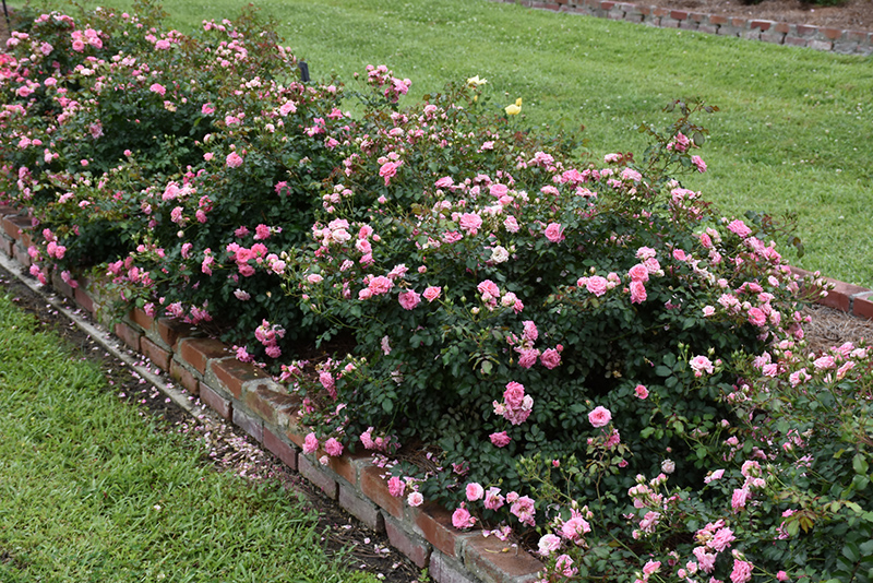 Sweet Drift Rose (Rosa 'Meiswetdom') at Dammann's Garden Company