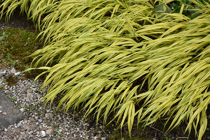 Golden Variegated Hakone Grass (Hakonechloa macra 'Aureola') at Dammann's Garden Company