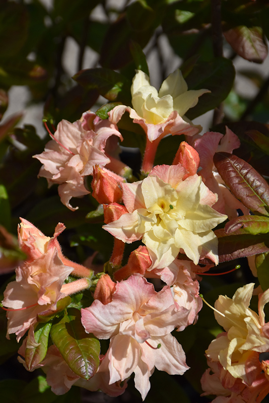 Cannon's Double Azalea (Rhododendron 'Cannon's Double') at Dammann's Garden Company