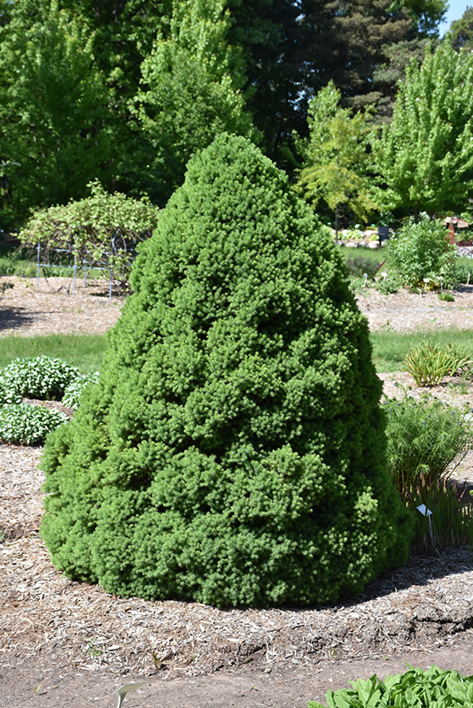 Dwarf Alberta Spruce (Picea glauca 'Conica') at Dammann's Garden Company