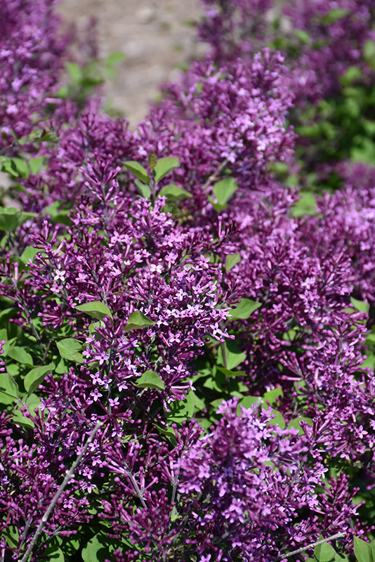 Bloomerang Dark Purple Lilac (Syringa 'SMSJBP7') at Dammann's Garden Company