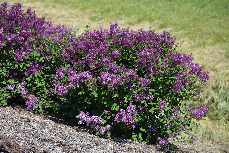 Bloomerang Dark Purple Lilac (Syringa 'SMSJBP7') at Dammann's Garden Company