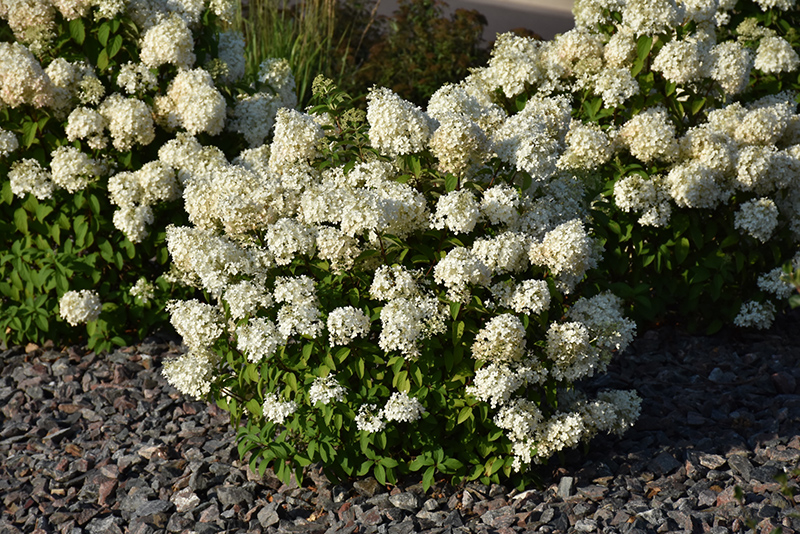Bobo Hydrangea (Hydrangea paniculata 'ILVOBO') at Dammann's Garden Company