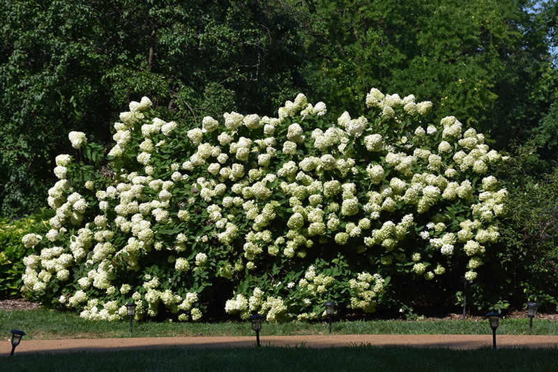 Limelight Hydrangea (Hydrangea paniculata 'Limelight') at Dammann's Garden Company