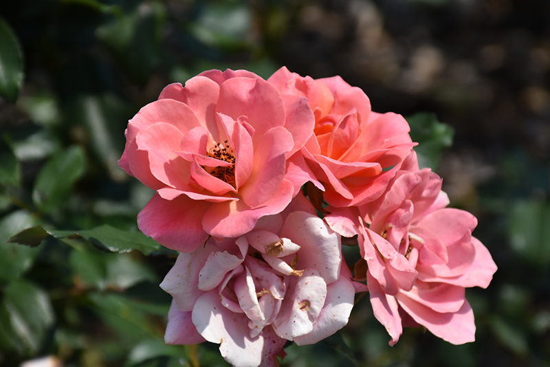 Coral Knock Out Rose (Rosa 'Radral') at Dammann's Garden Company