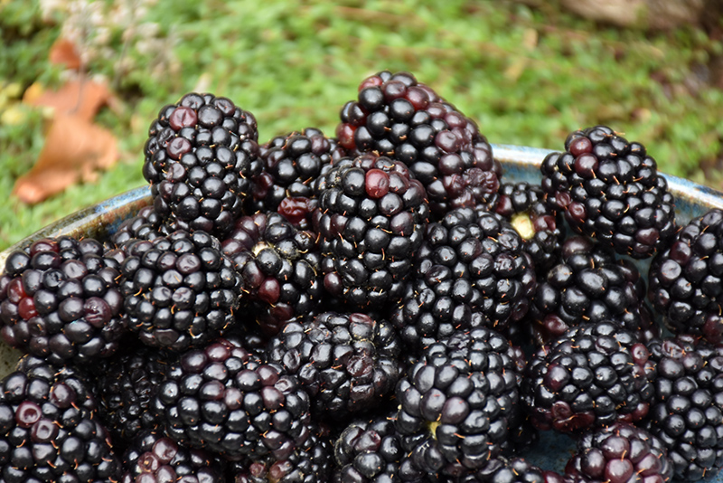 Triple Crown Blackberry (Rubus 'Triple Crown') at Dammann's Garden Company