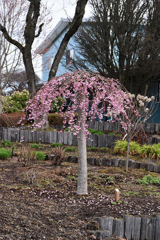 Pink Cascade Weeping Cherry (Prunus 'NCPH1') at Dammann's Garden Company