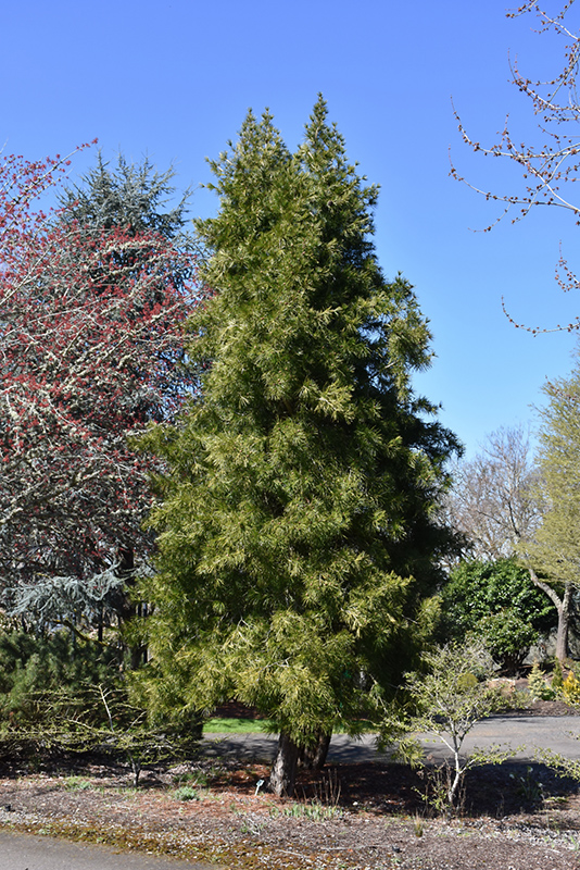 Japanese Umbrella Pine (Sciadopitys verticillata) at Dammann's Garden Company