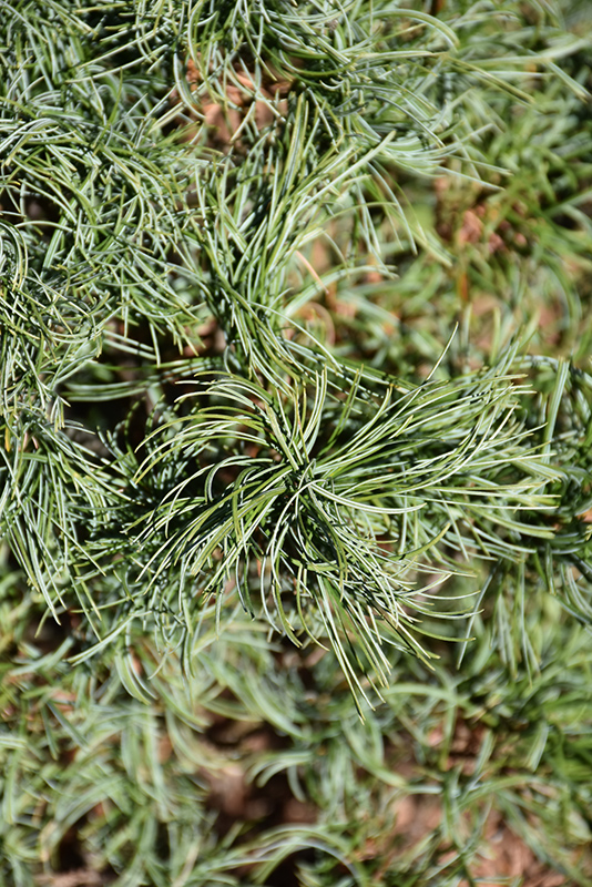 Green Twist White Pine (Pinus strobus 'Green Twist') at Dammann's Garden Company