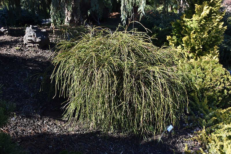 Whipcord Arborvitae (Thuja plicata 'Whipcord') at Dammann's Garden Company