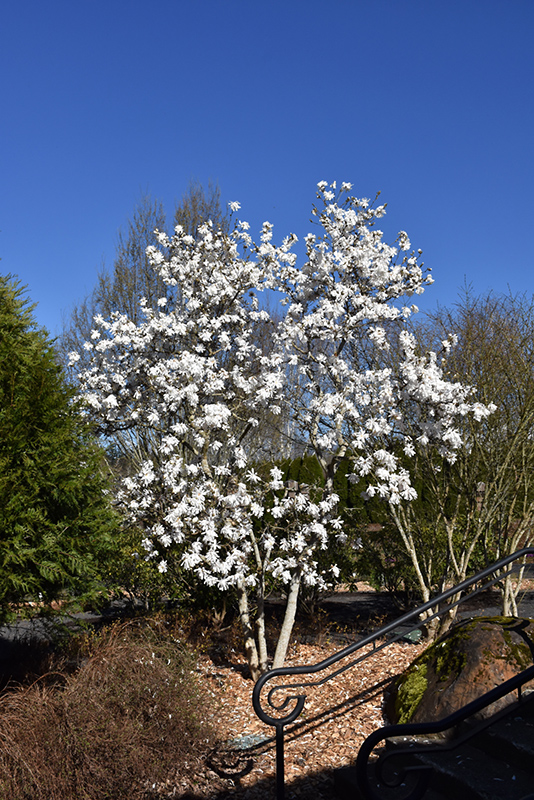 Royal Star Magnolia (Magnolia stellata 'Royal Star') at Dammann's Garden Company