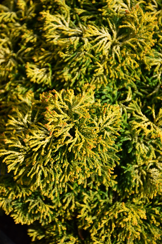 Butterball Hinoki Falsecypress (Chamaecyparis obtusa 'Butter Ball') at Dammann's Garden Company