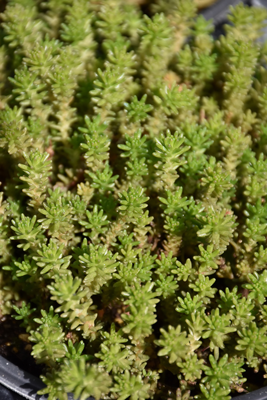 Six Row Stonecrop (Sedum sexangulare) at Dammann's Garden Company