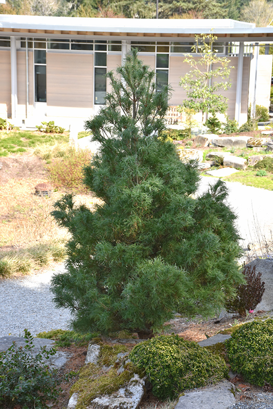 Mini Twists White Pine (Pinus strobus 'Mini Twists') at Dammann's Garden Company