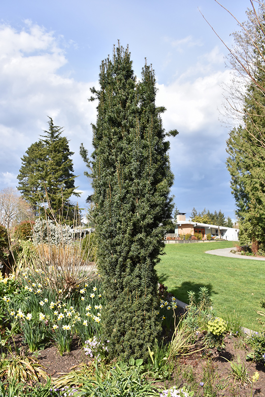 Upright Japanese Plum Yew (Cephalotaxus harringtonia 'Fastigiata') at Dammann's Garden Company