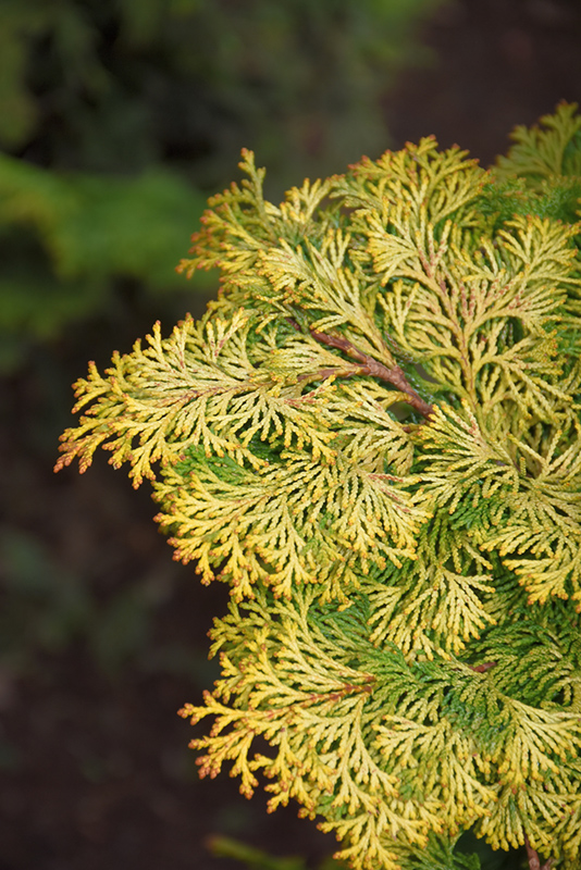 Golden Hinoki Falsecypress (Chamaecyparis obtusa 'Aurea') at Dammann's Garden Company