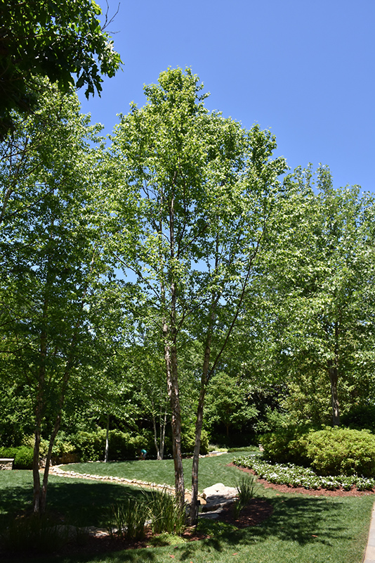 Dura Heat River Birch (Betula nigra 'Dura Heat') at Dammann's Garden Company