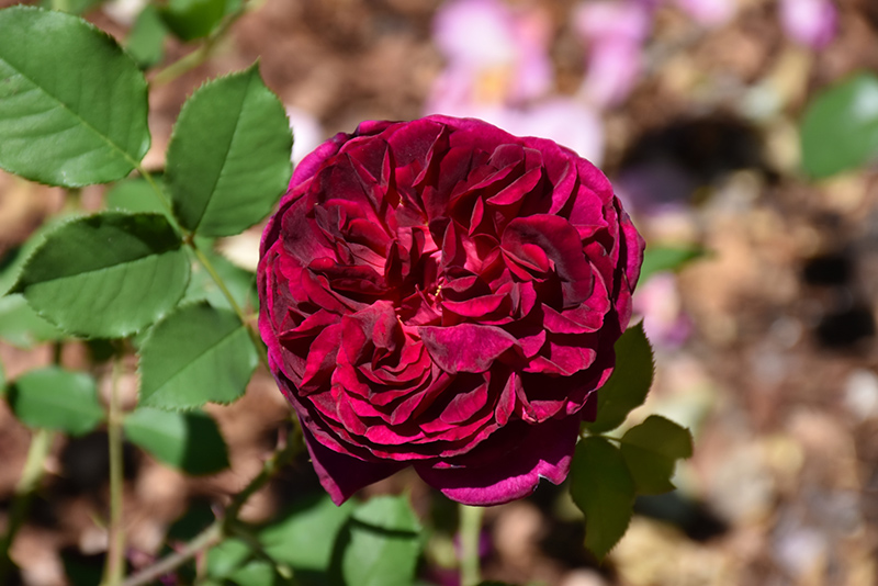 Munstead Rose (Rosa 'Ausbernard') at Dammann's Garden Company