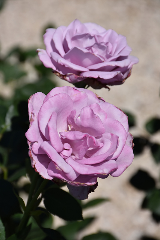 Blue Girl Rose (Rosa 'Blue Girl') at Dammann's Garden Company