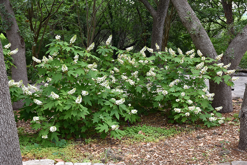 Oakleaf Hydrangea (Hydrangea quercifolia) at Dammann's Garden Company