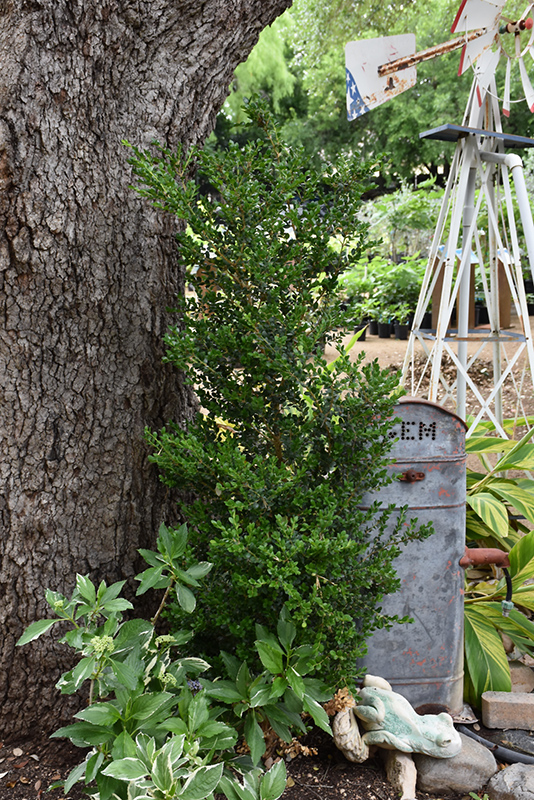 Green Tower Boxwood (Buxus sempervirens 'Monrue') at Dammann's Garden Company