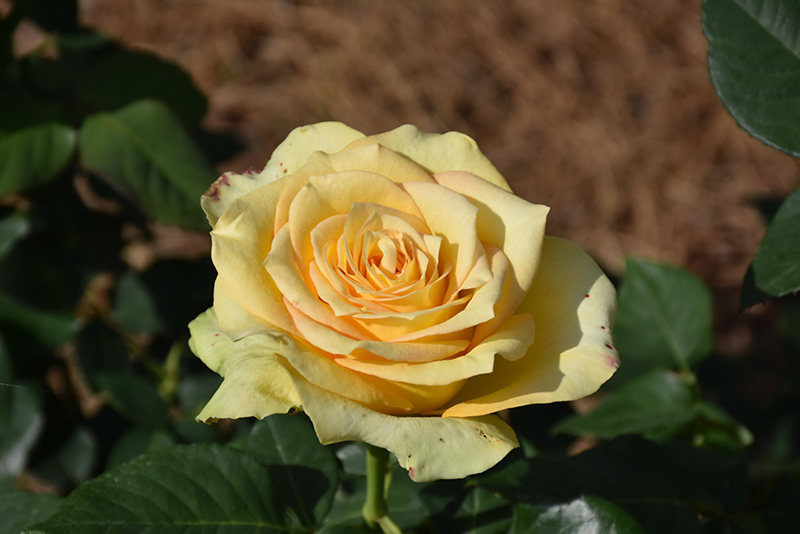 St. Patrick Rose (Rosa 'WEKamanda') at Dammann's Garden Company