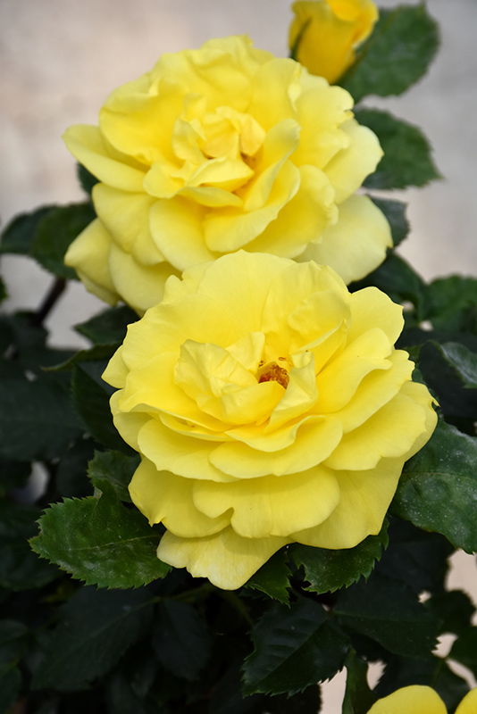 Sunsprite Rose (Rosa 'Sunsprite') at Dammann's Garden Company