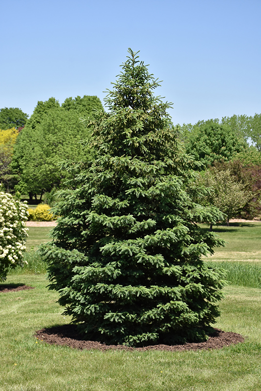 Black Hills Spruce (Picea glauca 'Densata') at Dammann's Garden Company